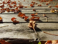 44065RoCrLeSh - At the cottage on a lovely autumn weekend - Leaves on the dock.JPG